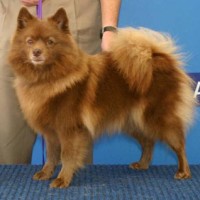 German Spitz