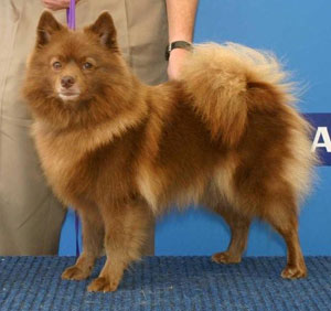 large spitz breeds