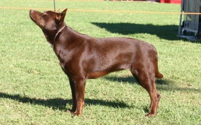 Australian-kelpie