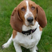 Basset Hound: Dog Facts, Breed Information and Care Advice