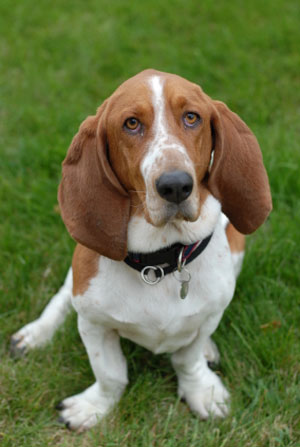 Basset Hound: Dog Facts, Breed Information and Care Advice