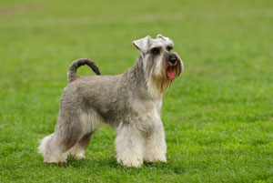 Schnauzer