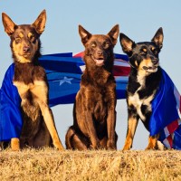 Australian kelpie dog