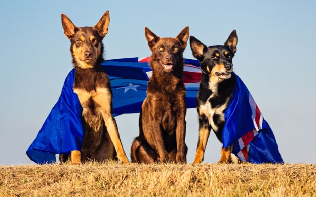 Australian kelpie dog