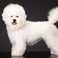 Bichon-Frise