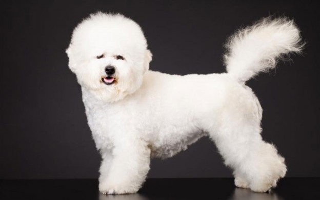 Bichon-Frise