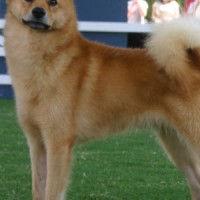 Finnish Spitz