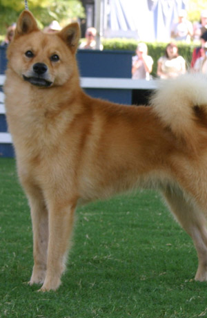 Finnish Spitz