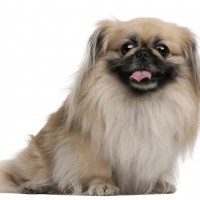 Pekingese