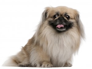 Pekingese