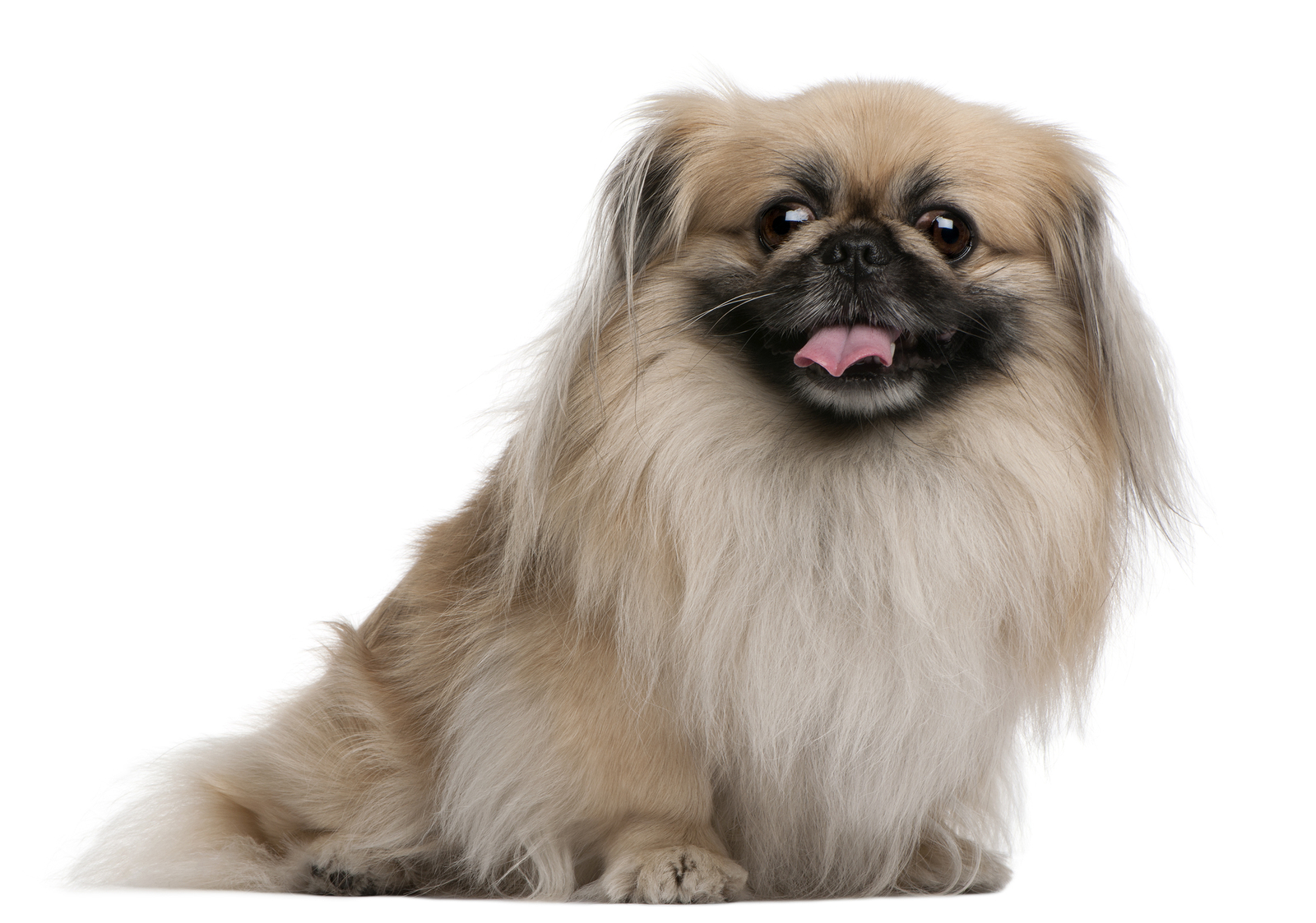 Pekingese: Dog Facts, Breed Information and Care tips - Dog Breeds Magazine