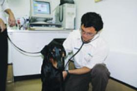 Dog gets medically examined