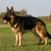 German Shepherd