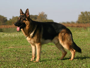 German Shepherd - Dogslife. Dog Breeds Magazine