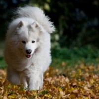 Samoyed