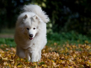 Samoyed