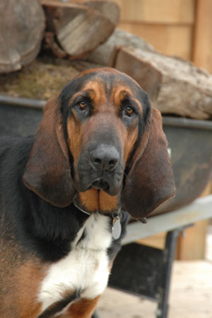 Bloodhound