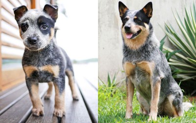 Australian-cattle-dog