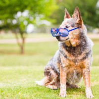 Cattle-Dog