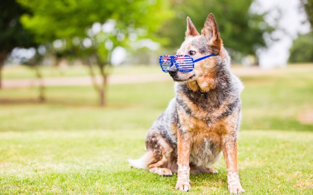 Cattle-Dog