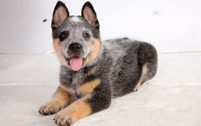 Cattle-Dog-puppy