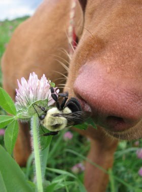 can dogs get bit by spiders