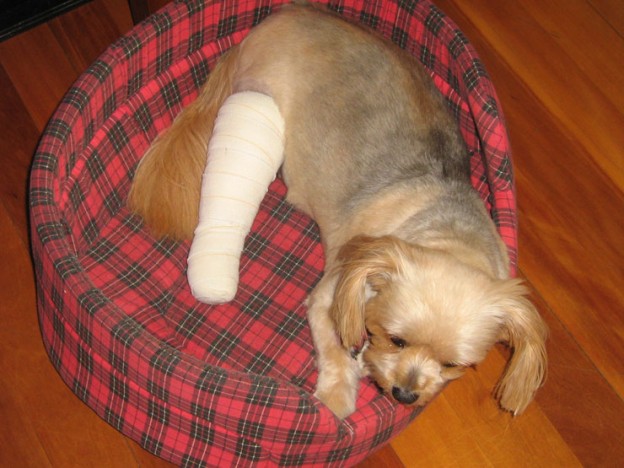 Dogs-Injuries