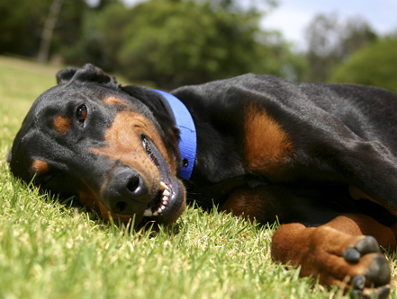 Dogs-in-Africa