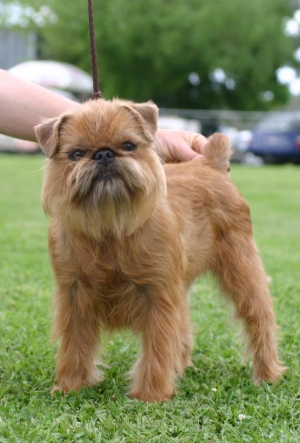 Griffon Bruxellois