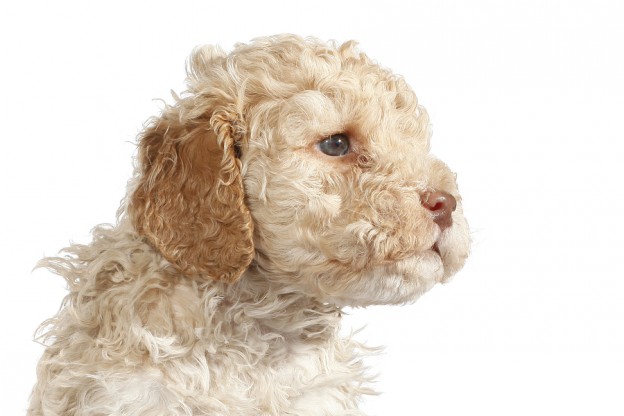 Flying curls lagotto sales romagnolo