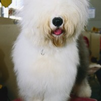 Old English Sheepdog