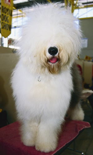 Old English Sheepdog