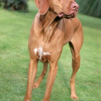 Hungarian Vizsla