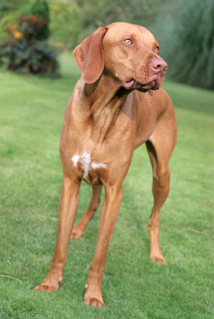 do vizslas shed