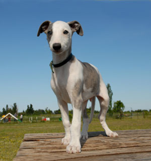 Whippet