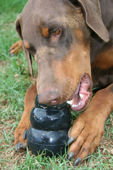 cures for bad dog breath: dog bad breath can be caused by a range of factors