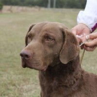 Chesapeake Bay Retriever