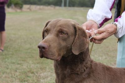 Chesapeake Bay Retriever