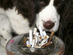 Cigarettes-and-Dogs