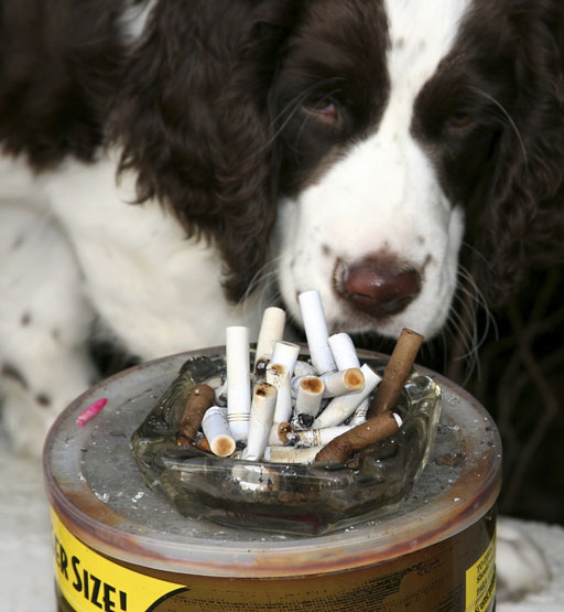 Cigarettes-and-Dogs