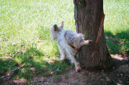 Peeing-on-demand