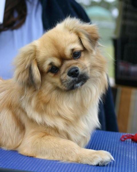 cavalier x tibetan spaniel