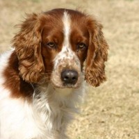 Welsh Springer Spaniel