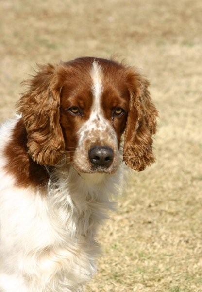 Welsh Springer Spaniel