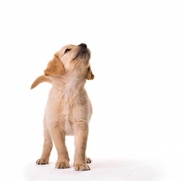 bigstock_Puppy_1389780