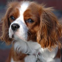 Cavalier King Charles Spaniel