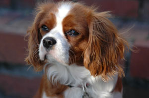 Cavalier King Charles Spaniel