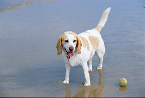 Dog enjoys a dog friendly beach