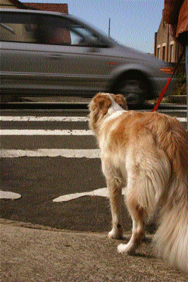Dog waiting at crossing