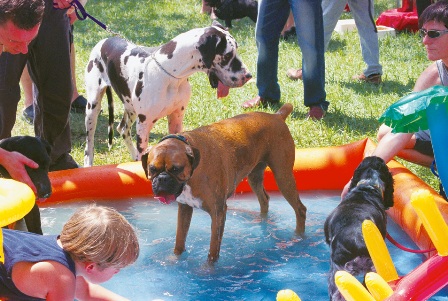 Dogs staying cool in summer